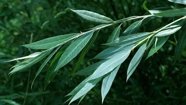 White Willow Trees - 2 Potted Salix Alba, Medicinal Herb, Aspirin Bark, Natural Remedy