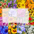 North Dakota Wildflower Seed Mix 1/2 Pound Bulk for Pollinator Gardens, Native Wildflowers Cover 1,600 sq ft