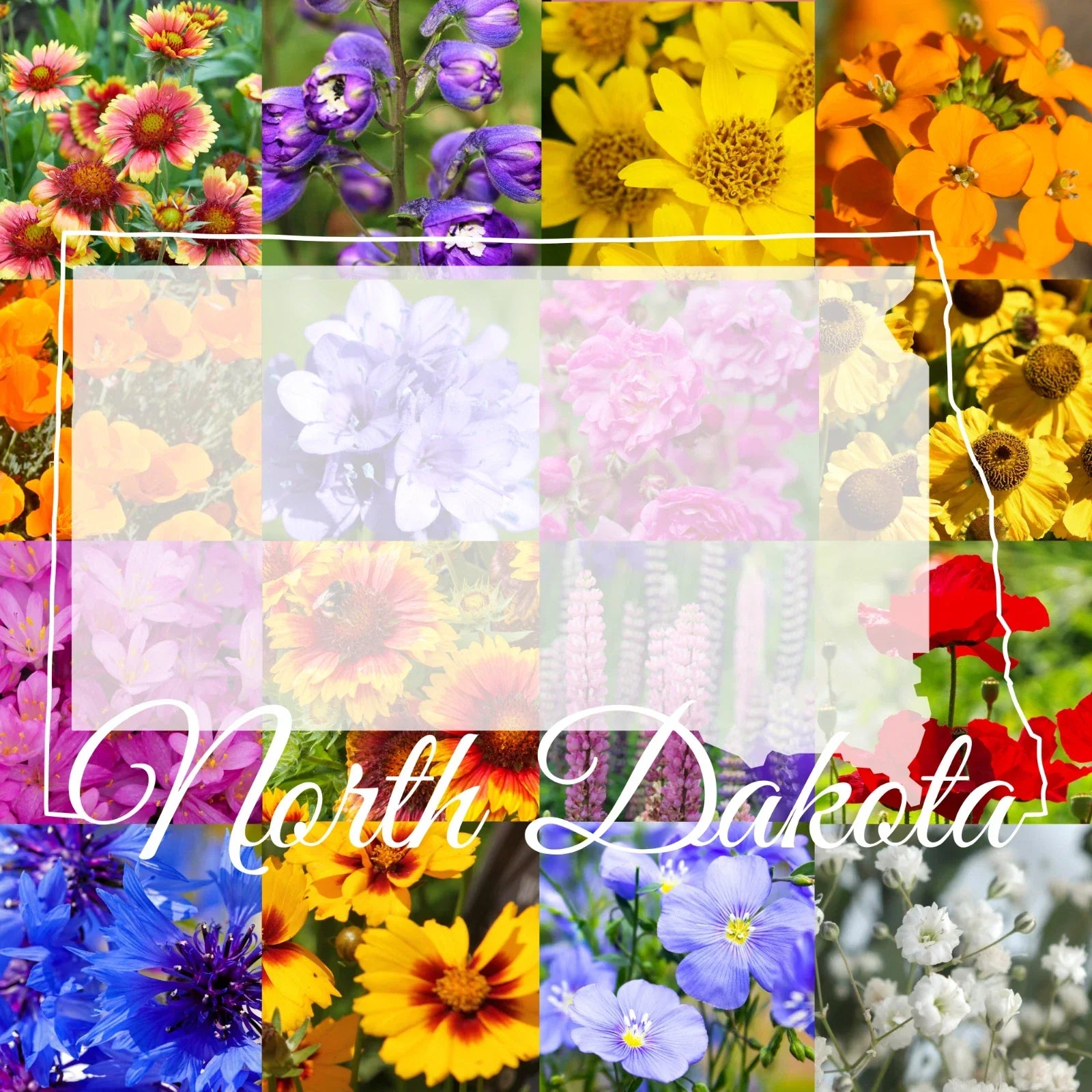 North Dakota Wildflower Seed Mix 1/2 Pound Bulk for Pollinator Gardens, Native Wildflowers Cover 1,600 sq ft