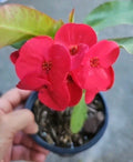 Thai Red Crown of Thorns Live Plant - 7-Inch Euphorbia milii Succulent for Indoor Outdoor Garden