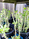 Pereskiopsis spathulata Grafting Stock Cactus Cutting – Succulent Graft Plant for Cacti Lovers