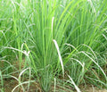 Lemon Grass Seeds - Non-GMO Cymbopogon citratus Herb Seeds for Culinary & Mosquito Repellent, Pack of 100+
