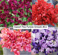 Sweet Pea Seeds Purple Dream Mix – Fragrant Climbing Vine, Non-GMO, 15 Seeds, Lathyrus odoratus