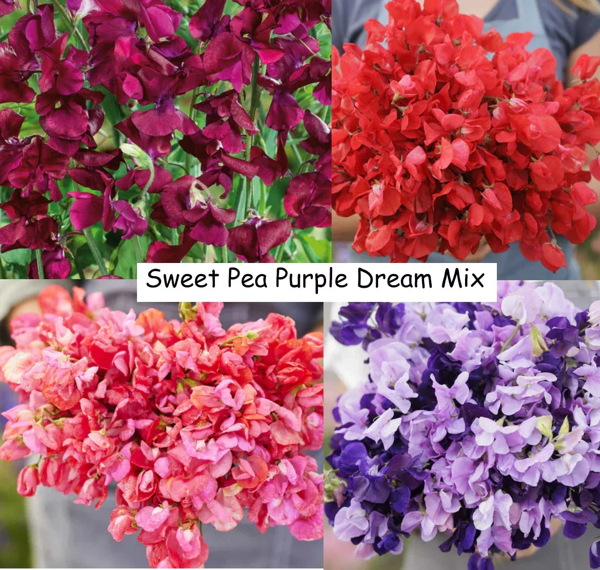 Sweet Pea Seeds Purple Dream Mix – Fragrant Climbing Vine, Non-GMO, 15 Seeds, Lathyrus odoratus