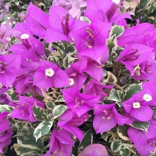 Bougainvillea Starter Plant - Blueberry Ice Variegated - Well Rooted