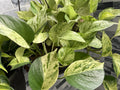 Marble Queen Pothos Cuttings Bundle - Variegated Epipremnum aureum Indoor Trailing Plant, Houseplant, Propagation