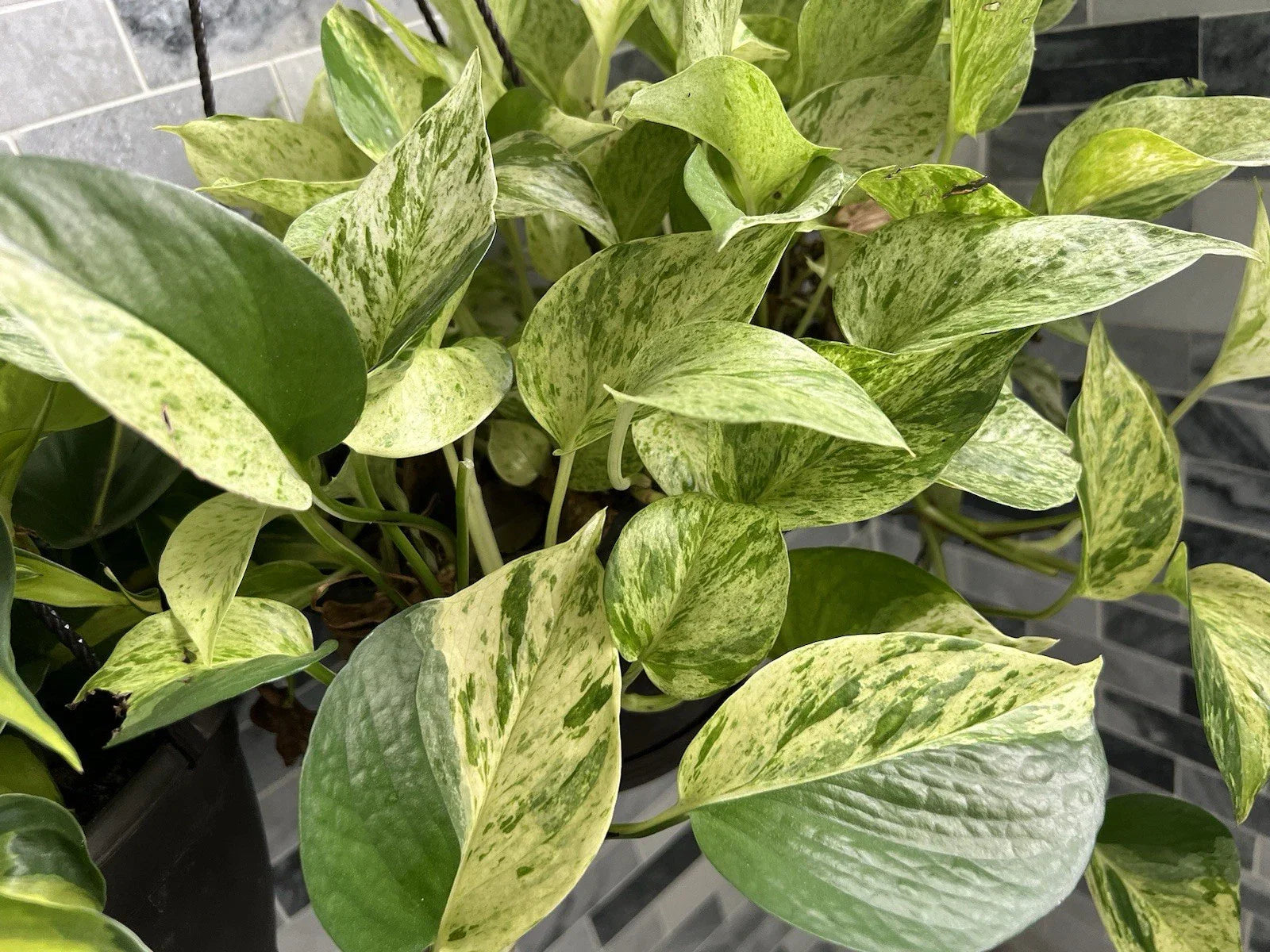 Marble Queen Pothos Cuttings Bundle - Variegated Epipremnum aureum Indoor Trailing Plant, Houseplant, Propagation