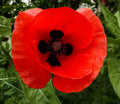 Corn Poppy Seeds Pack of 100 - Red with Black Center - Papaver rhoeas - Wildflower Garden Seeds