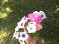 Phlox Long Stem Seeds Pack of 40 for Cutting Gardens, Phlox paniculata, Bright Colors, Pollinator Attractant