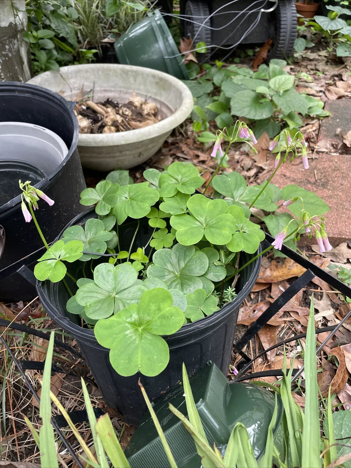Pink Oxalis Wood Sorrel Bulbs - 15 Count, Perennial, Bright Pink Flowers, Deer Resistant, Attracts Butterflies, Oxalis triangularis