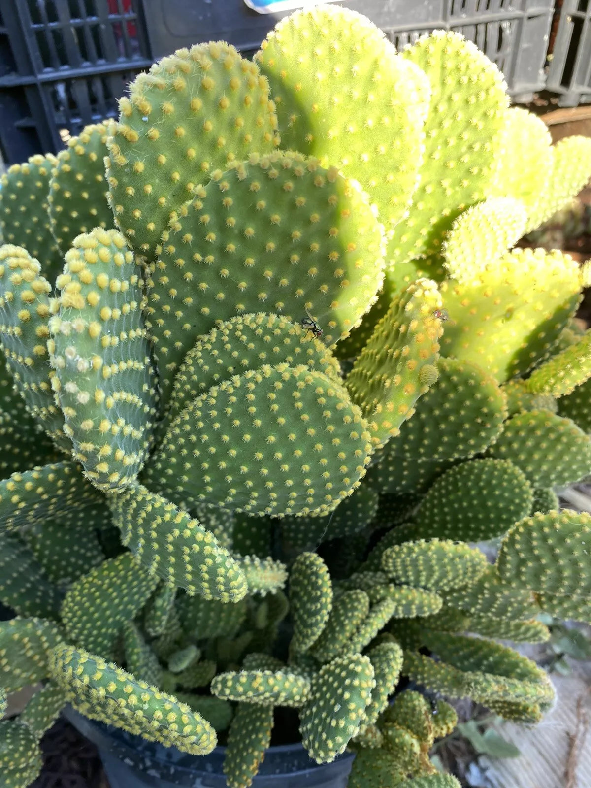 Opuntia Microdasys Cactus Cuttings - Bunny Ears Succulent - No Roots or Soil - Indoor/Outdoor Hardy Plant