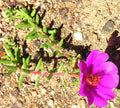 Portulaca Gilliesii 'Purple Rice' Succulent Live Plant 2 Inch - Ornamental Ground Cover