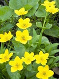 Yellow Swamp Marigold Seeds - Bidens aristosa mutica, Wetland Garden Planting Seeds, Native Wildflower, 100 Seeds