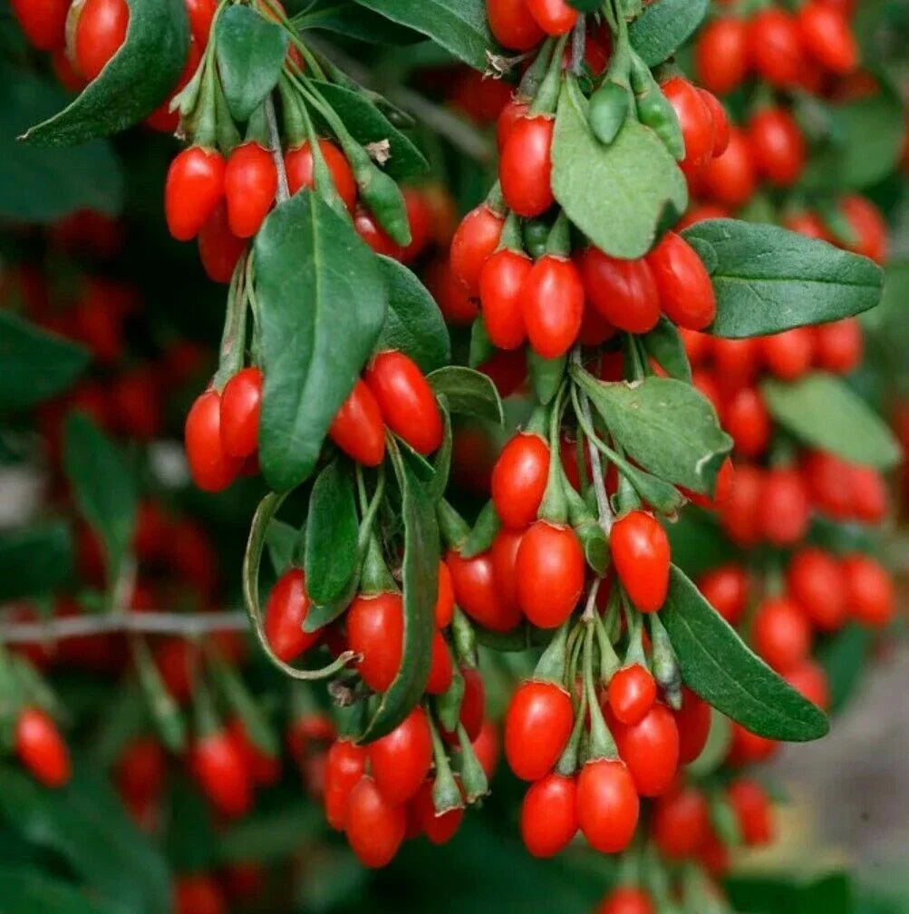 Live Goji Berry Plant - 3+ Year Mature Lycium barbarum Bush, Nutrient-Rich Fruit, Well-Rooted, Garden or Container Plant