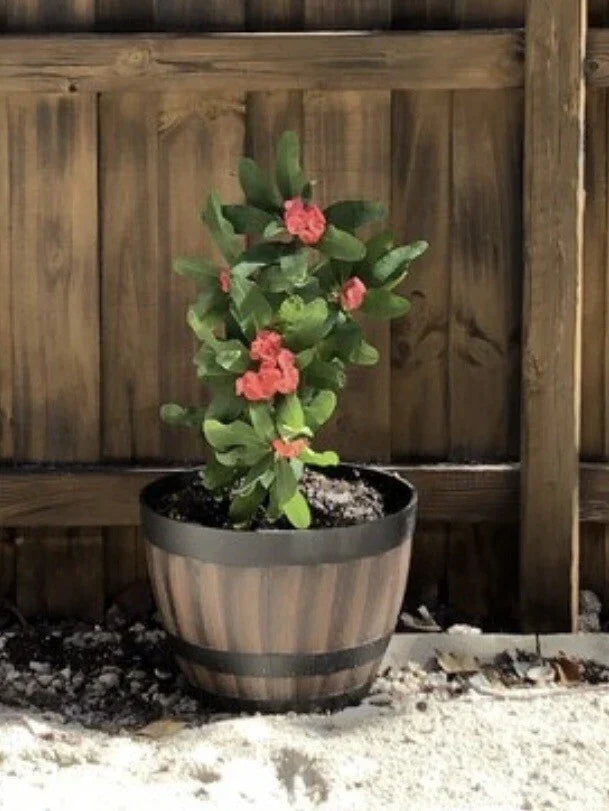Crown of Thorns Cutting 4-5 Inch with Big Red Flowers | Euphorbia milii