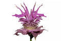 Bergamot Wild Seeds | Bee Balm Perennial Herb & Culinary Flower | Monarda fistulosa | 600 Seeds