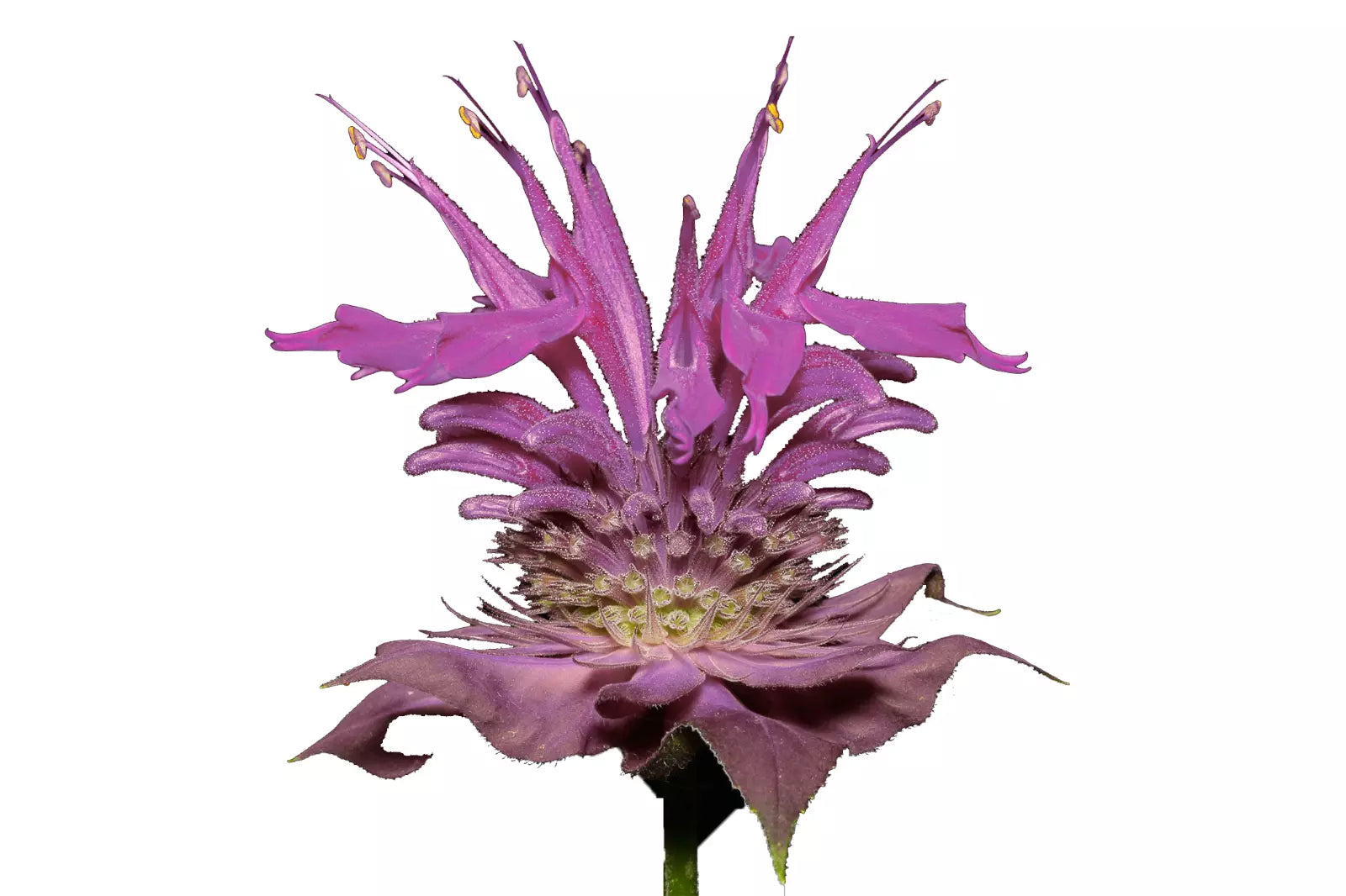 Bergamot Wild Seeds | Bee Balm Perennial Herb & Culinary Flower | Monarda fistulosa | 600 Seeds