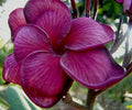 Dark Purple Plumeria Seeds - Perennial Frangipani Seeds for Garden or Pots - Plumeria rubra Tropical Flower Seeds