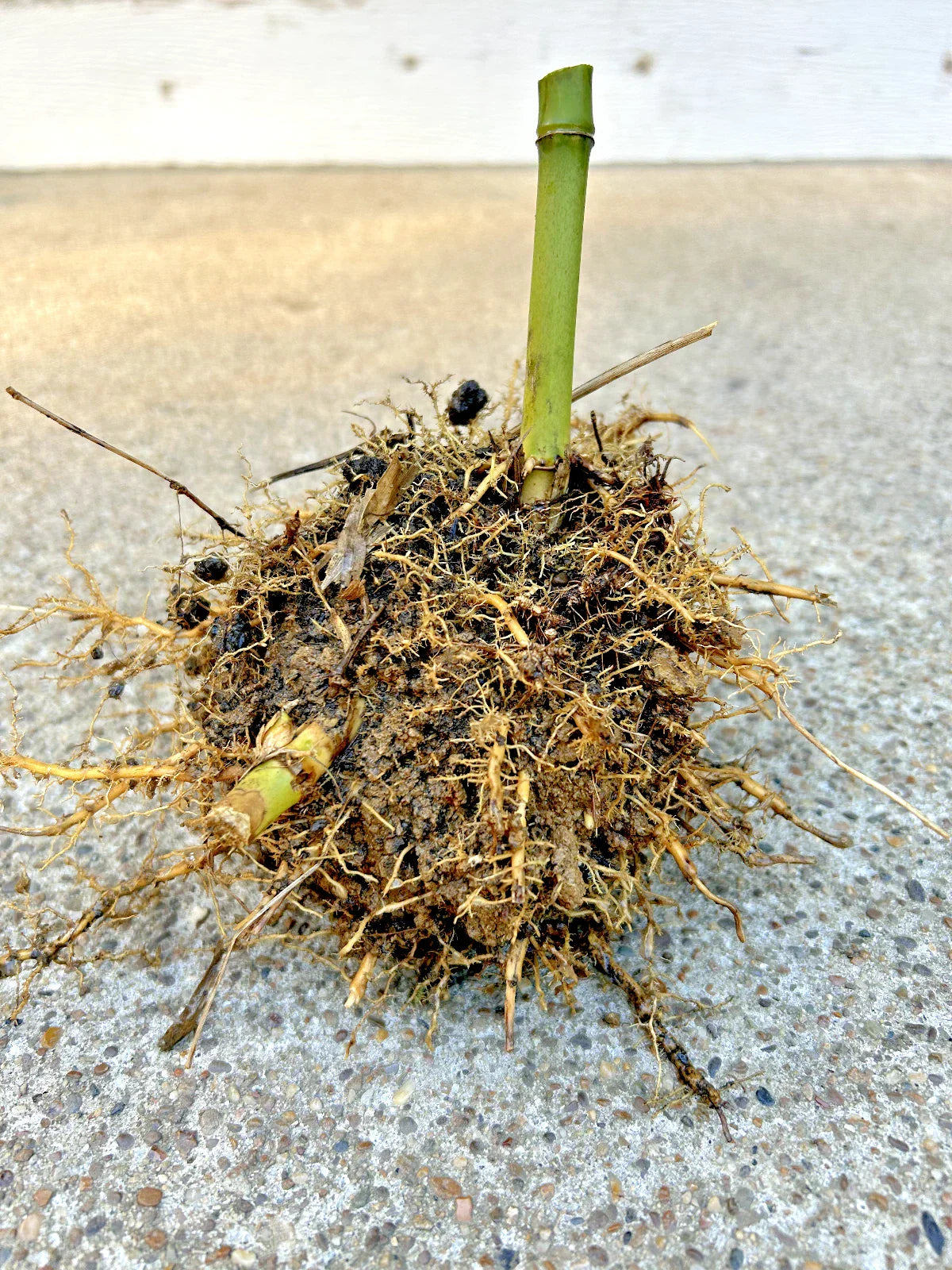Live Seabreeze Bamboo Root 5 in - Bambusa vulgaris Rhizome for Privacy Screens
