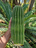Echinopsis Hybrid Riverside Cactus Cutting – Unrooted 12x4 Inch Succulent Plant, Echinopsis spp.