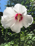 Hibiscus Cuttings 5x8" Helene White with Red Center Rose of Sharon (Hibiscus syriacus)