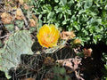 Opuntia Phaeacantha Cactus Plant | Drought-Tolerant Succulent | Brown-Spined Prickly Pear | Indoor & Outdoor Garden