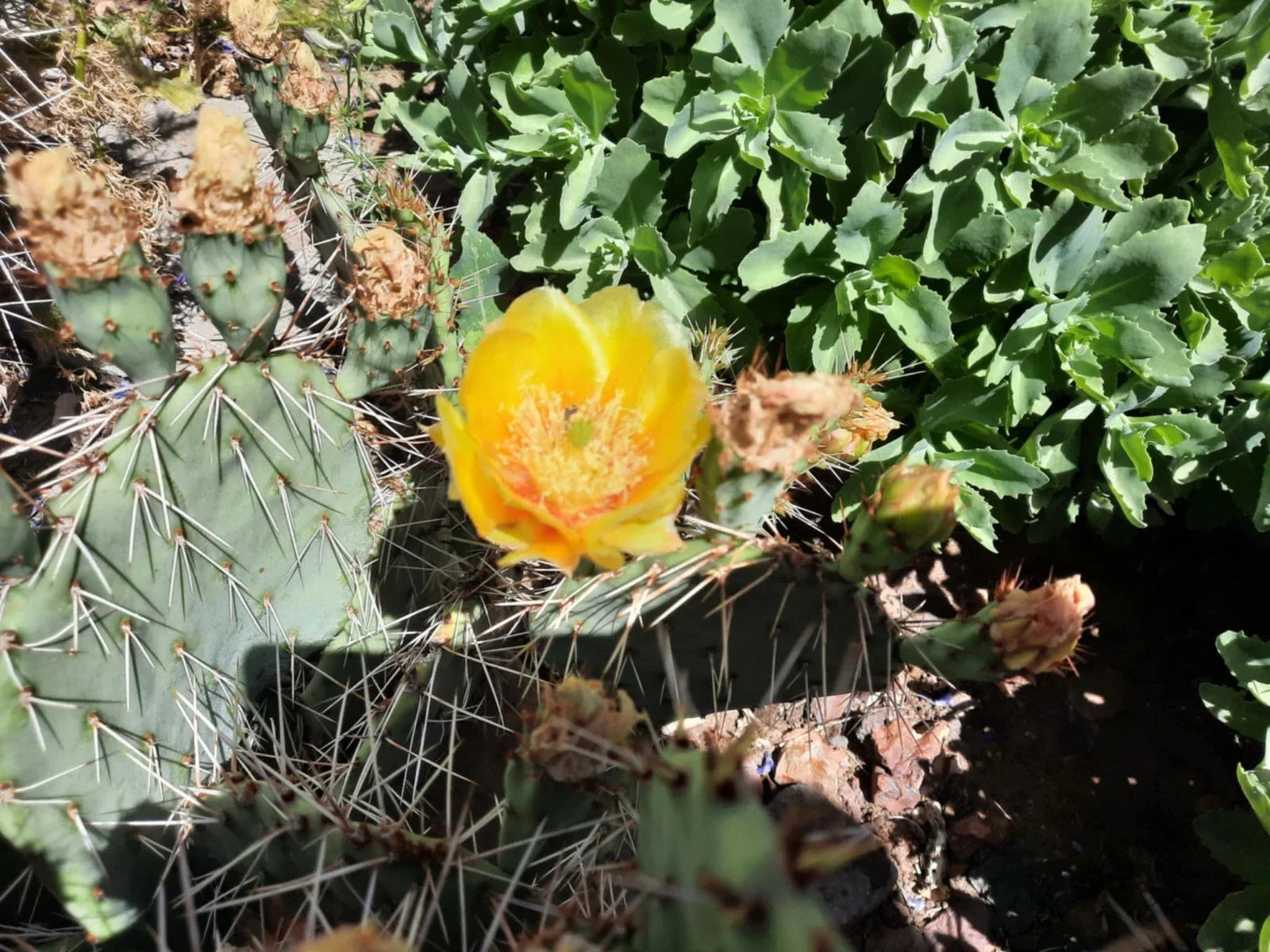 Opuntia Phaeacantha Cactus Plant | Drought-Tolerant Succulent | Brown-Spined Prickly Pear | Indoor & Outdoor Garden
