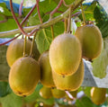 Set of 2 Live Prolific Kiwi Trees - 4-6 Inch Soil-Wrapped Roots - Actinidia deliciosa - Fruit-bearing Vining Plants