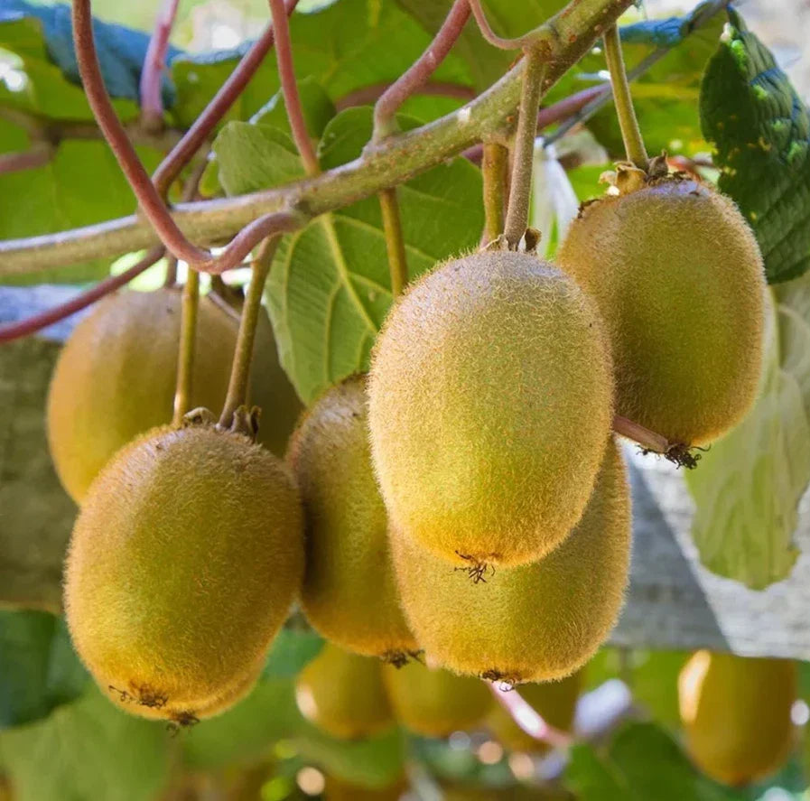 Set of 2 Live Prolific Kiwi Trees - 4-6 Inch Soil-Wrapped Roots - Actinidia deliciosa - Fruit-bearing Vining Plants