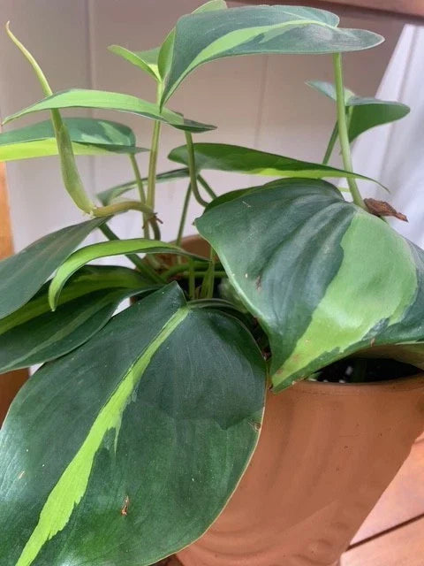 Rooted Brazil Philodendron Houseplant in Decorative Pot - Philodendron hederaceum 'Brasil' for Balcony & Indoor Decor