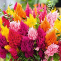 Pampas Plume Seeds - 100 Mixed Color Celosia Argentea Ornamental Grass Seeds for Garden, Border & Container Planting