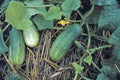 Pickling Cucumber Seeds - Heirloom Non-GMO Cucumis sativus for Homemade Pickles, 50+ Seeds, Vining, Full Sun