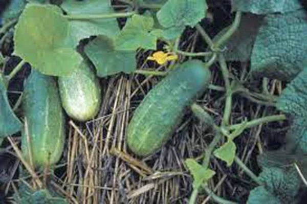 Pickling Cucumber Seeds - Heirloom Non-GMO Cucumis sativus for Homemade Pickles, 50+ Seeds, Vining, Full Sun