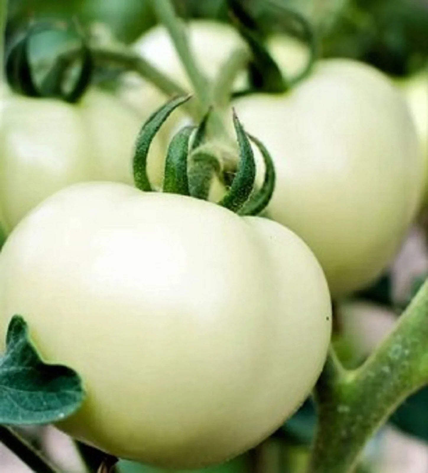 Great White Tomato Seeds - Non-GMO Heirloom Beefsteak Variety, Solanum lycopersicum, 50+ Seeds for Home Gardening