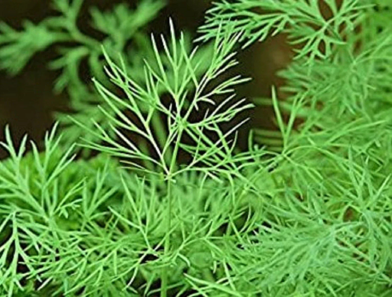 Dukat Dill Seeds, Non-GMO Anethum graveolens Herb, Culinary & Garden Use, 200+ Seeds