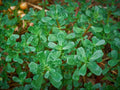 Green Purslane Seeds - Non-GMO, Edible Plant, Omega-3 Rich, Portulaca oleracea, Organic Gardening