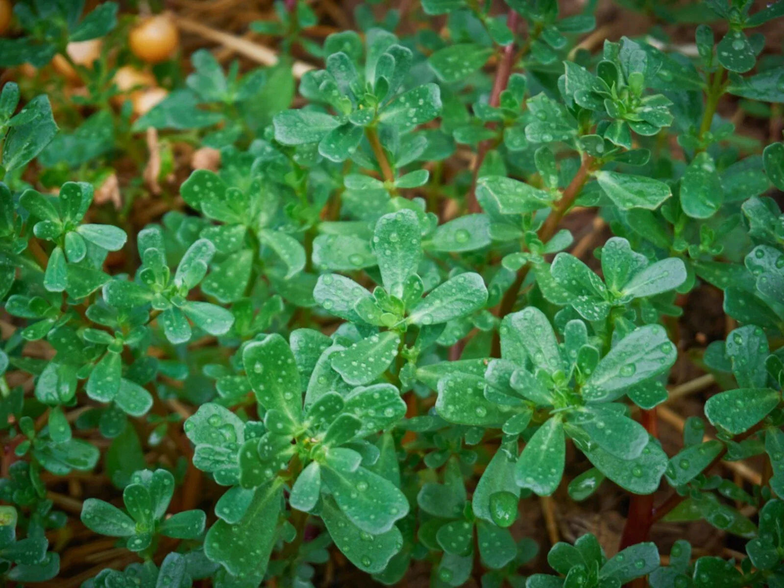 Green Purslane Seeds - Non-GMO, Edible Plant, Omega-3 Rich, Portulaca oleracea, Organic Gardening