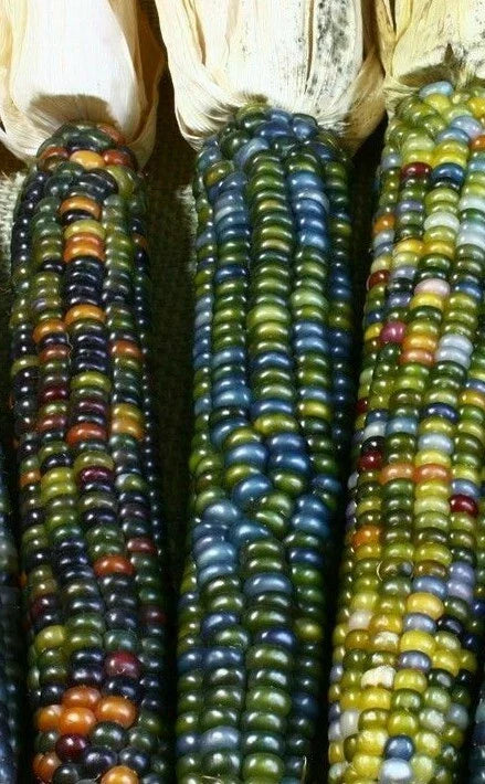 Ornamental Corn Seeds - Greenhorn Variety - Vibrant Foliage - Zea mays subsp. everta - Non-GMO, Full Sun, Landscape Gardening