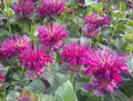 Fireball Bee Balm Seeds – Monarda didyma – Vibrant Red Hummingbird Flower Seeds – Perennial Garden Seeds, 100 Pack