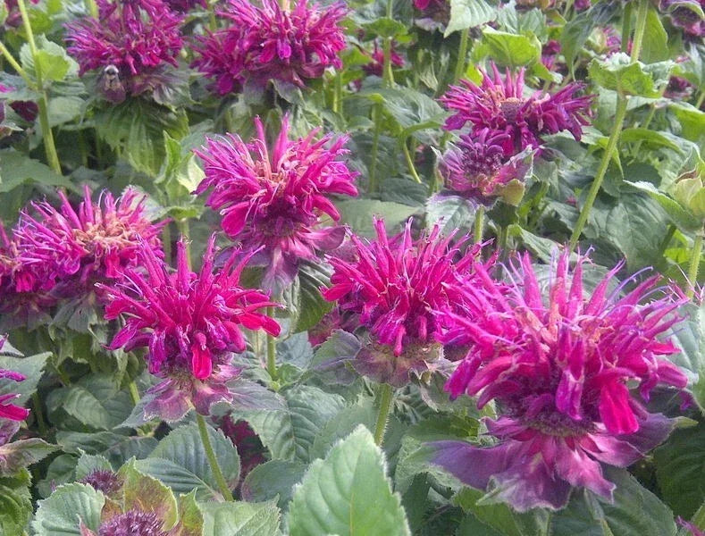 Fireball Bee Balm Seeds – Monarda didyma – Vibrant Red Hummingbird Flower Seeds – Perennial Garden Seeds, 100 Pack