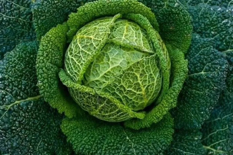 Savoy Perfection Cabbage Seeds - Heirloom Non-GMO Brassica oleracea, 1000+ Fresh Seeds for Gardening & Harvest