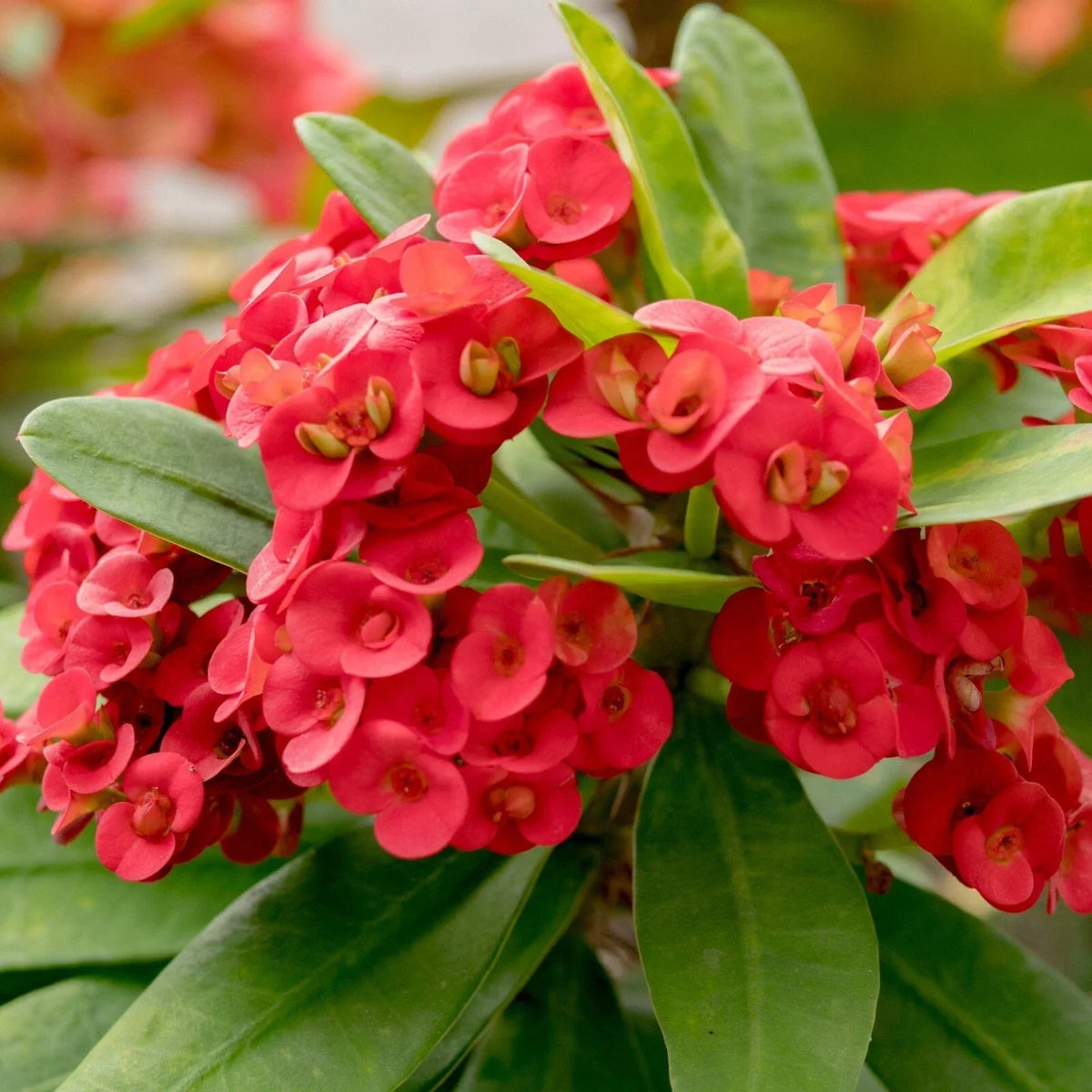 Red Crown of Thorns Plant 4–6" in Pot | Euphorbia milii Live Succulent for Indoor Outdoor Decor