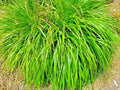 Lemongrass Seeds - 200+ Non-GMO Heirloom Cymbopogon citratus Herb for Culinary & Mosquito Repellent