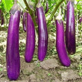 Long Purple Eggplant Seeds - 350pcs Heirloom Non-GMO Vegetable Seeds (Solanum melongena)