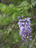 American Wisteria Seeds - Wisteria frutescens Climbing Vine, Fragrant Purple Flowers, Hardy Perennial for Gardens & Trellises