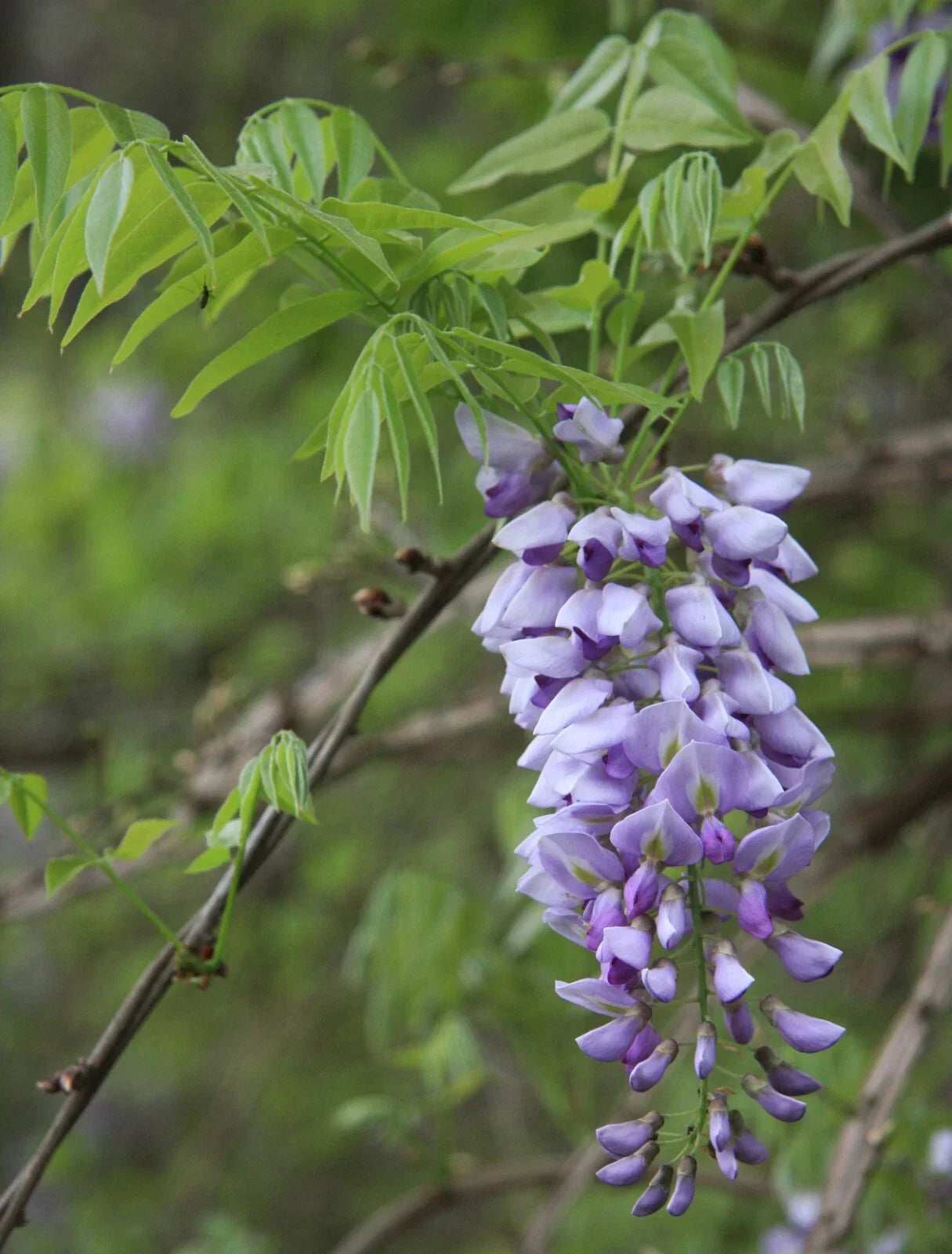 American Wisteria Seeds - Wisteria frutescens Climbing Vine, Fragrant Purple Flowers, Hardy Perennial for Gardens & Trellises