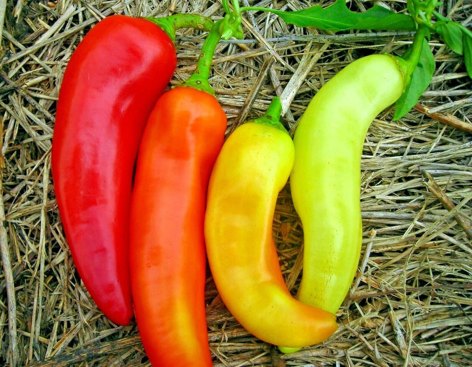 Sweet Banana Pepper Seeds - Organic Vegetable Seeds for Container Gardening - Hungarian Capsicum annuum
