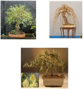 Bonsai Tree Bundle - 3 Rare Willow Varieties - Salix spp. - Live Indoor & Outdoor Plant Starts for Gardening & Decor