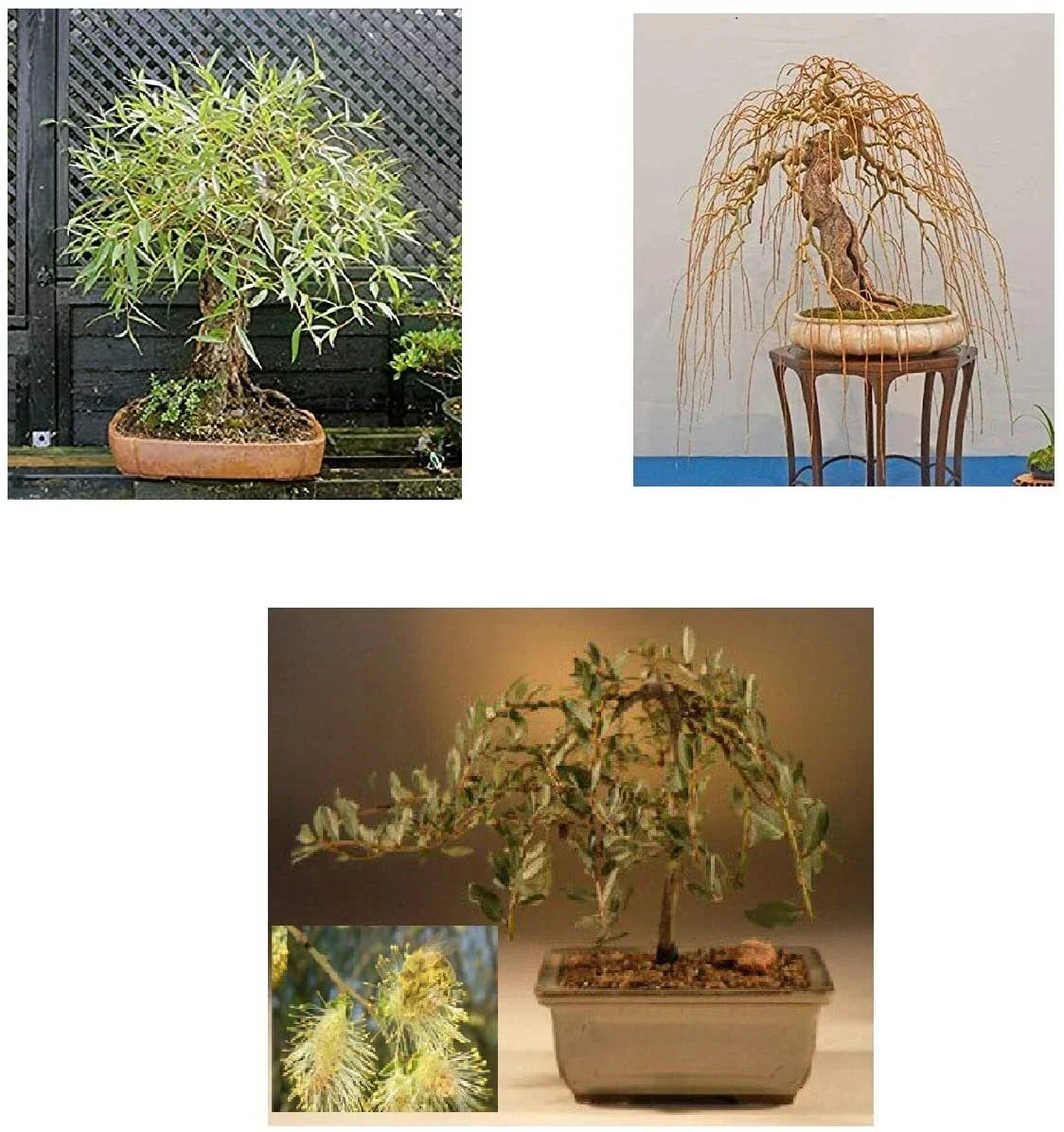 Bonsai Tree Bundle - 3 Rare Willow Varieties - Salix spp. - Live Indoor & Outdoor Plant Starts for Gardening & Decor