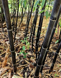 Black Bamboo Rhizomes (6) – Cold-Hardy Evergreen, Fast-Growing Privacy Screen, Phyllostachys nigra, Landscaping Plant